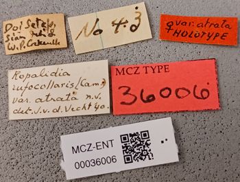Media type: image;   Entomology 36006 Aspect: labels